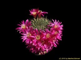 Sulcorebutia tiraquensis v. oenantha f. EPIZANA WR602 1233